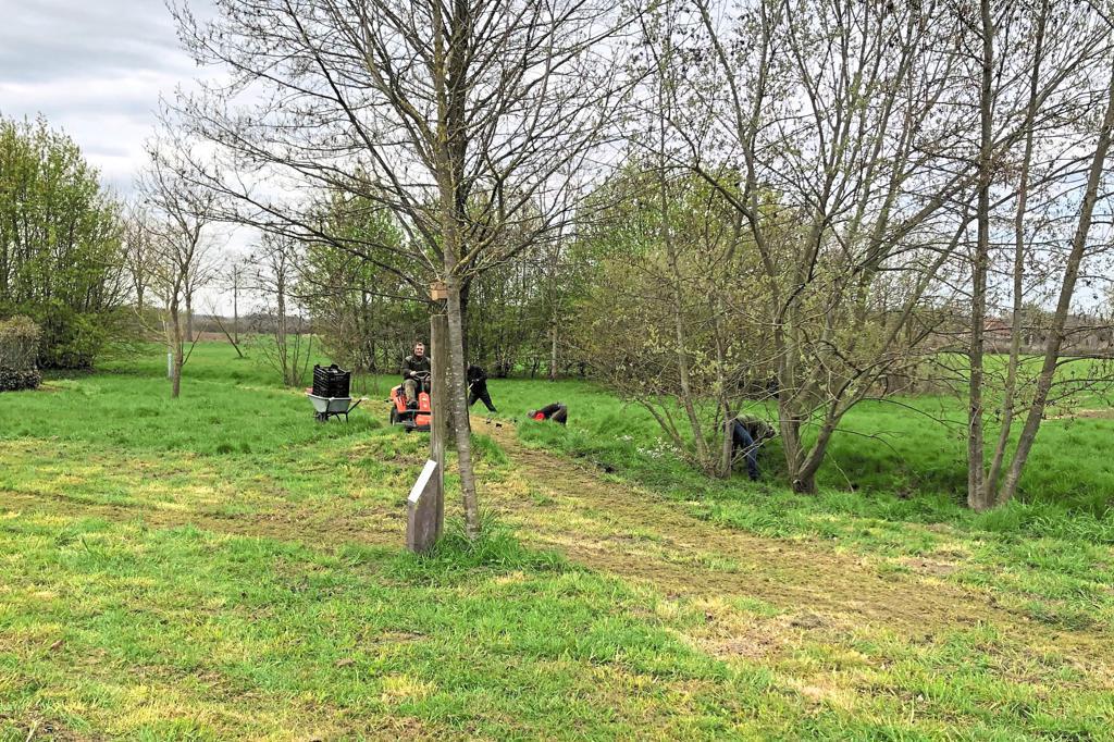 2021 April WildblumenWiese