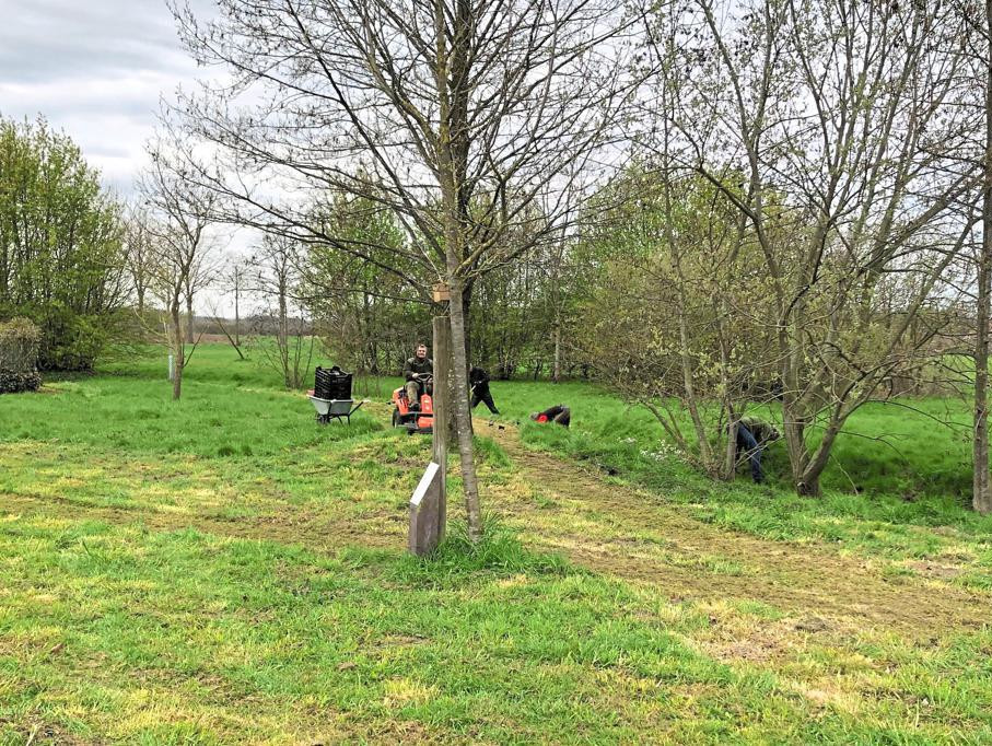 2021 April WildblumenWiese